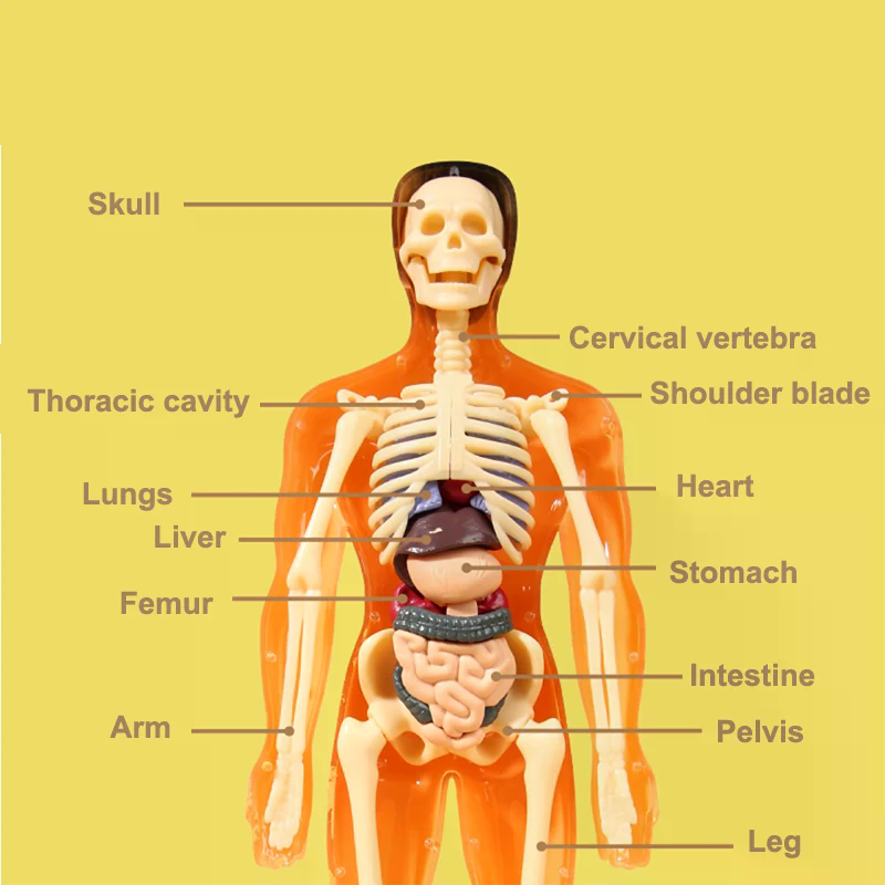 3D Human Skeleton Organ Anatom - đánh giá và giá Kids Education Kit