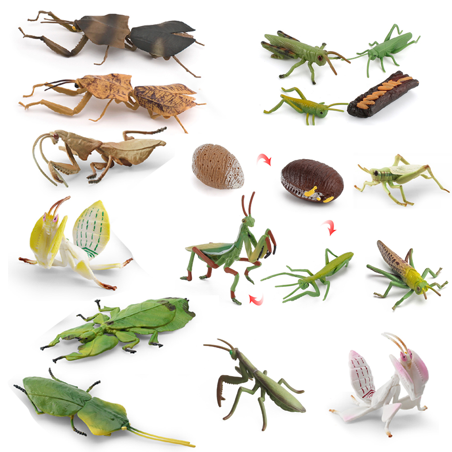 Realistic Orchid Mantis Dead L - đánh giá và giá Kids Educational Game
